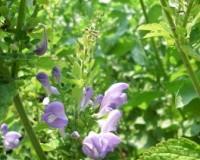 scuttellaria mellichampii 8-11.jpg
